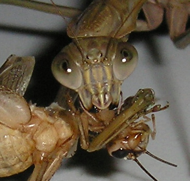 mantis_munch_14