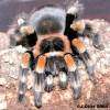 9484bsmithi.jpg