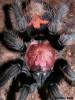 9484cfasciatum_.jpg
