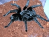GrPulchra.jpg