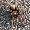 Tarantula_10.jpg