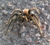 Tarantula_3.jpg