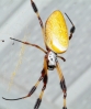 golden_orb_spider01.jpg