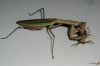 mantis_munch_10.JPG