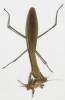 mantis_munch_11.JPG