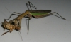 mantis_munch_12.JPG