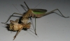 mantis_munch_13.JPG