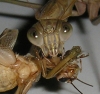 mantis_munch_14.jpg