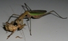 mantis_munch_15.JPG