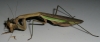 mantis_munch_16.JPG