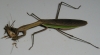 mantis_munch_17.JPG