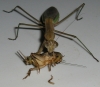 mantis_munch_7.JPG