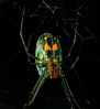 spider001.jpg