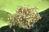spiderlings001.jpg