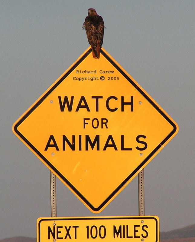 Red_Tailed_Hawk_12
