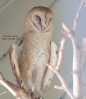 Barn_Owl.jpg