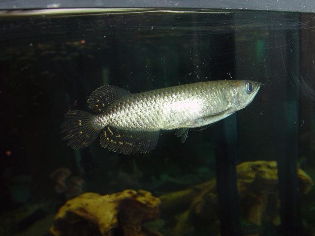 5518jardini
