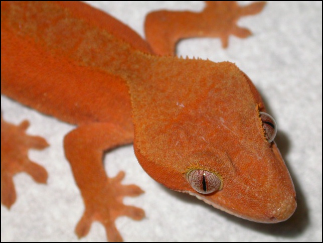 1064redmaleciliatus2