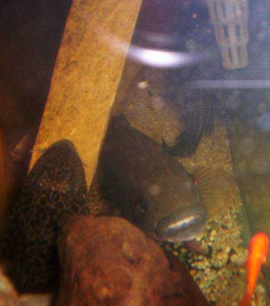 17318pike_cichlid