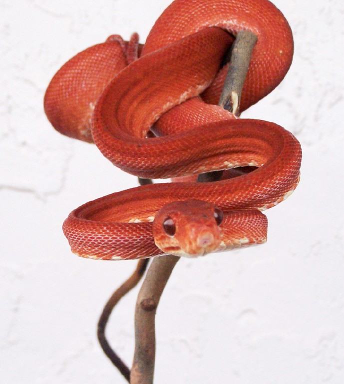 ATB2