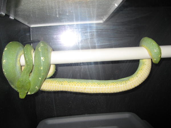 Chondro_Wierd
