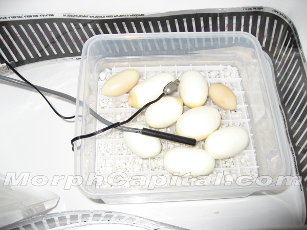 Chondro_eggs