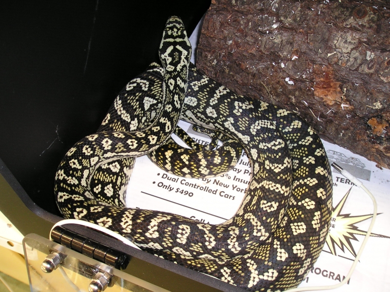 carpet_python_001