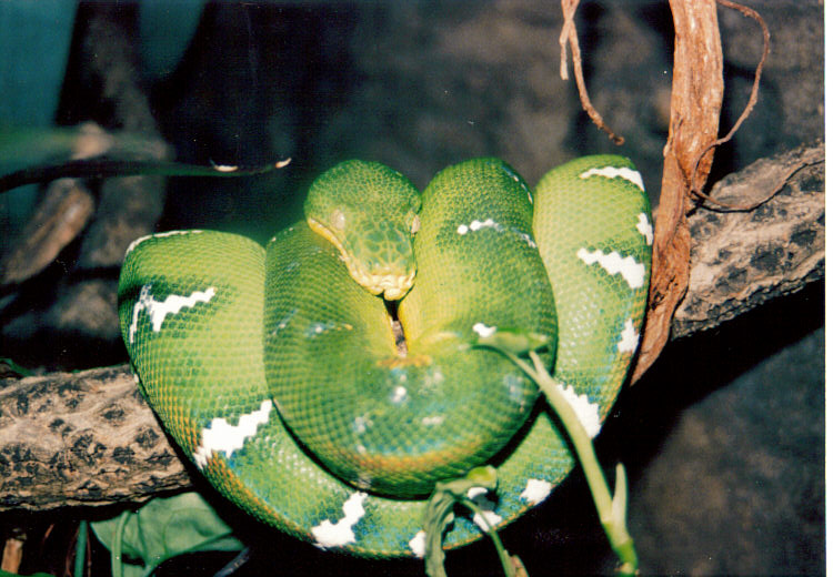 etboa