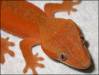 1064redmaleciliatus2.jpg