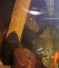 17318pike_cichlid.jpg