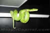 Chondro_Cage1.jpg
