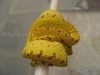 MorphCapital_GTP4.jpg