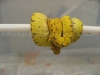MorphCapital_GTP5.jpg