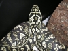 carpet_python_002.jpg