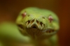 gtp_head_1.jpg