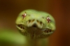 gtp_head_2.jpg