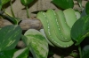 gtp_on_perch.jpg