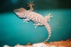 tokay2.jpg