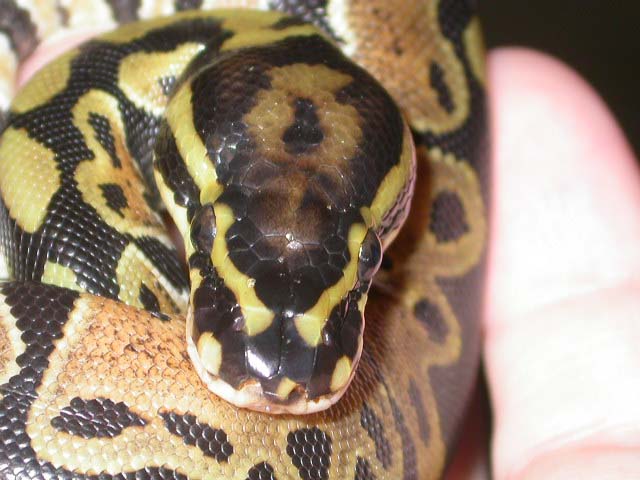 1064spotty2