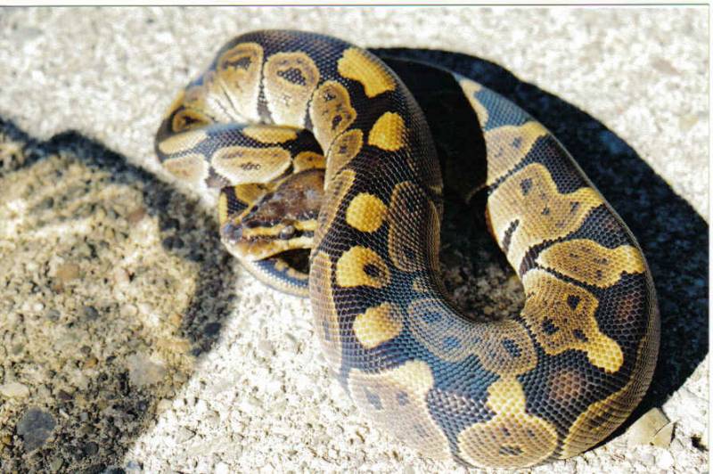 11581granitefemale