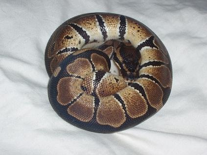 11641granite