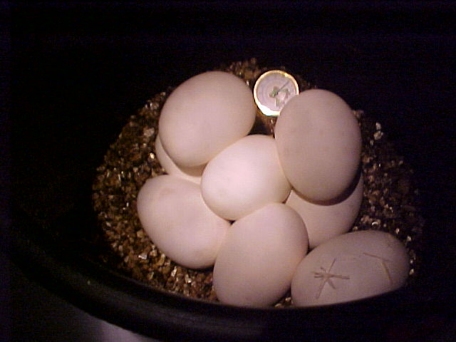 9818_ball_first_clutch_poss_piebald