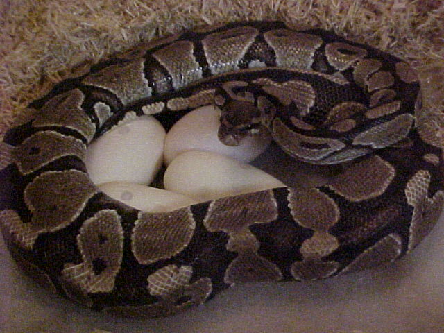 981poss_het_ghost_1