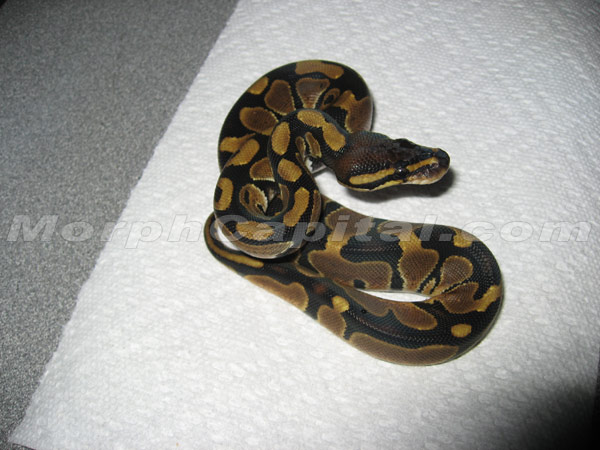 MC_01_07_Female2