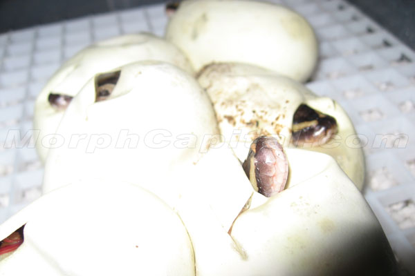 MC_Eggs_Sept_2