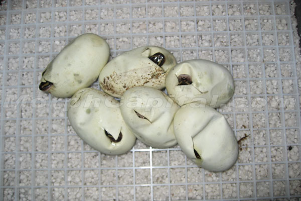 MC_Eggs_Sept_4