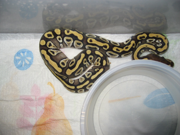 Mojave1