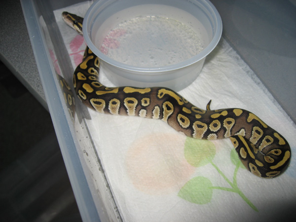 Mojave2