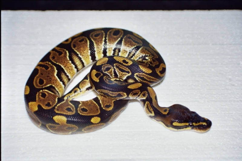 No_3