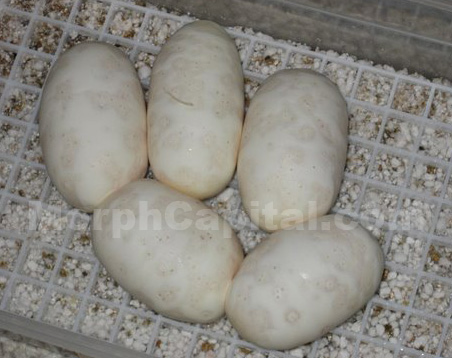 Normal_BP2